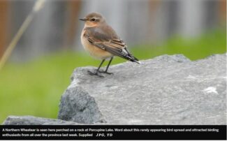 Birding enthusiasts flock to Timmins to view ‘rare visitor’